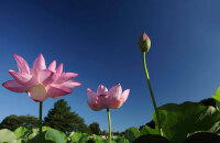 龙湖国家湿地公园赏荷花