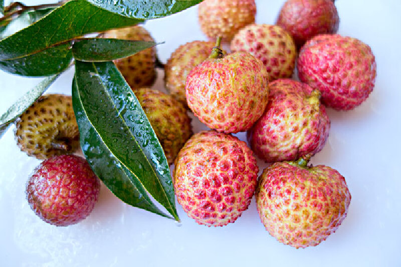 【白糖罂荔枝】价格_专卖店_哪里买