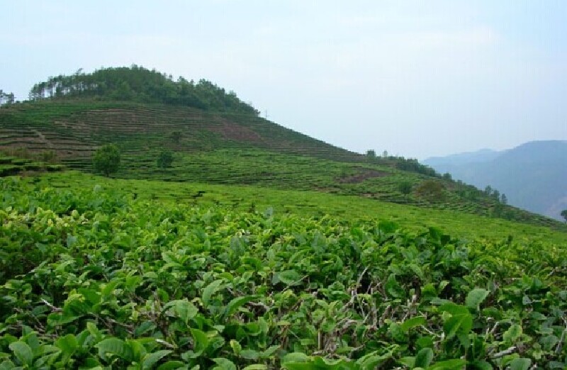 云南_六大茶山_攻略