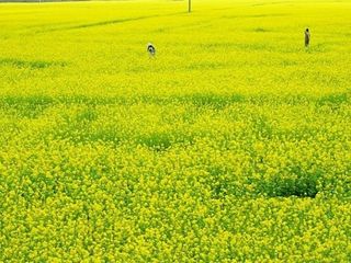  南宁出发-上林油菜花基地-大龙湖汽车1日游>南宁往返