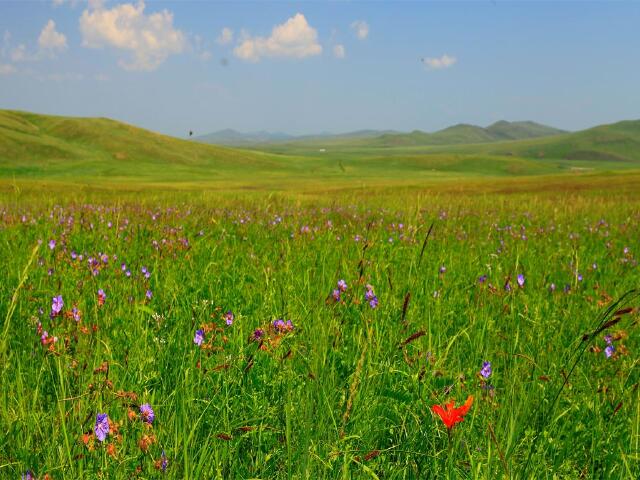 草原野花