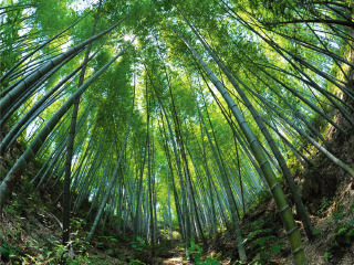 黄山-翡翠谷自驾3日游>宿北海宾馆,汤口驿安君莱酒店