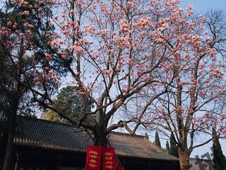 [清明 汉中-武侯祠3日游>油菜花海,旱莲花,有机茶园(当地游)