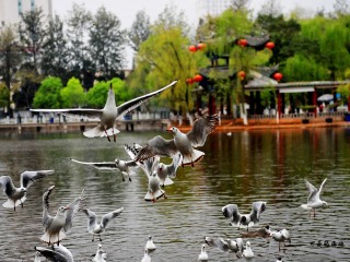 西雙版納八月份旅游_西雙版納報團旅游多少錢_西雙版納游 旅行團