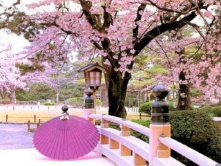  日本九州赏樱温泉4日游>樱花最绚烂的时节 家庭免担保