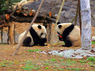 公司去峨眉山旅游_峨眉山跟团游的报价_峨眉山旅游七日游多少钱