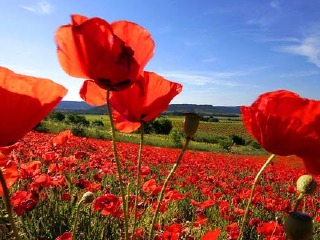 【自由行】单办签证--法国签证游 安徽万达环球