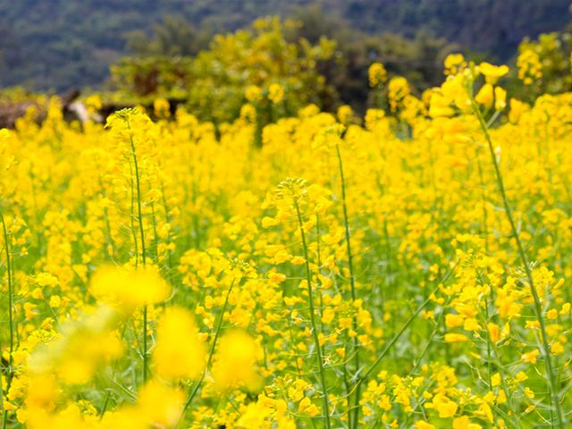 油菜花田