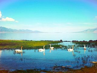 巴音布鲁克天鹅湖