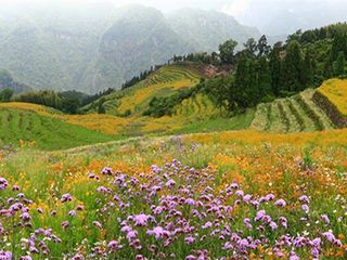 花海梯田