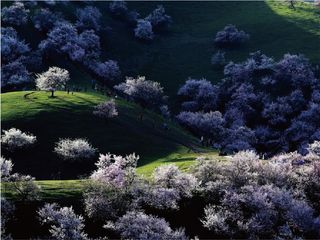 下午 杏花沟自由赏花,摄影,晚返回伊宁入住 用餐 早餐:自理 午餐:含