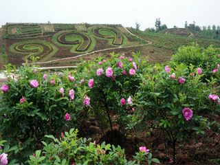 怎么去,怎么走):  重庆市铜梁区  标签: 旅游景点 风景区  沙心玫瑰园