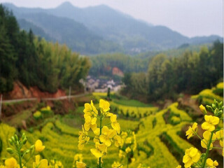  黄山-芙蓉谷-灵山油菜花-屯溪老街3日游>踏青,最经济
