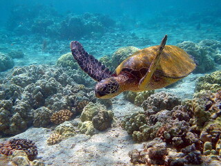  惠东永记生态园-海龟岛2日游>限期特价,踏青好去处