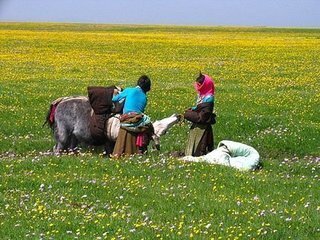  九寨沟-黄龙-若尔盖草原4日游>舌尖上的九寨,游8大景区,独家呈现大