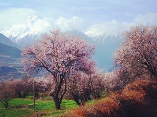 林芝桃花