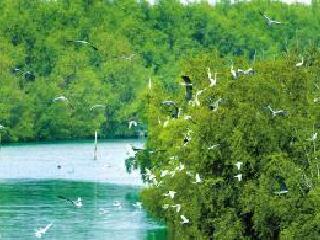 演丰红树林湿地公园
