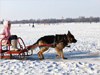 狗拉雪橇