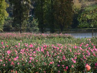 玫瑰园花海