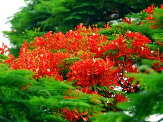 凤凰花