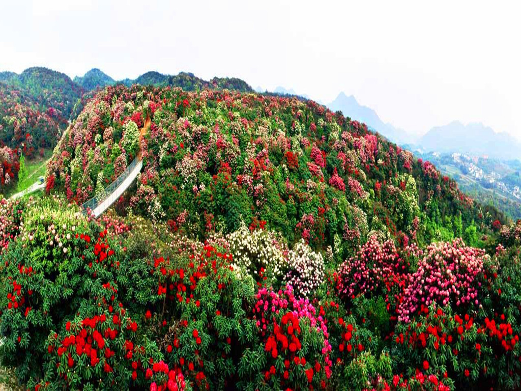 百里杜鹃 百里杜鹃,杜鹃花种类十址丰富.