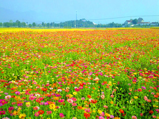 嘉善云澜湾花海-云澜湾温泉自驾2日游>宿嘉善云澜湾温泉度假酒店