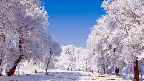  哈尔滨-东升-雪乡-吉林-雾凇岛5日游>2成人起订私家团,专属服务0购物