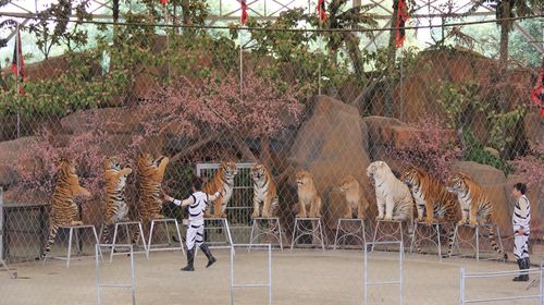  常州淹城野生动物园汽车往返1日游>亲子游,扬州镇江参团