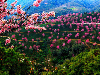 大理无量山冬樱花