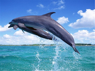 海豚出水