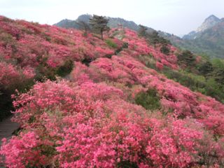  元谋土林-轿子雪山-普者黑-东川红土地双飞8日游>无购物