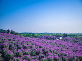 谷里黄龙岘-大塘金薰衣草1日游>徜徉在薰衣草紫色海洋_南京出发_途牛