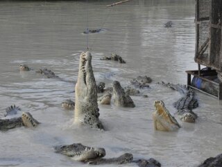 探险船鳄鱼湖