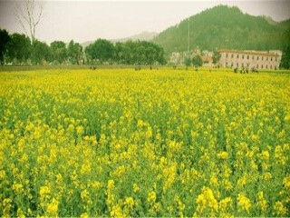  花都红山村-华严寺祈福1日游>醉美油菜花