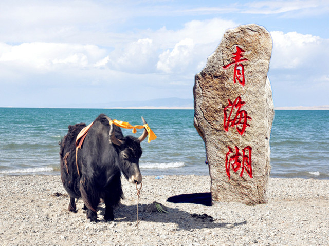  西宁-青海湖-塔尔寺2日游>铁定发团,含互助土族风情园(含特色餐),赏