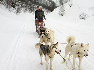 狗拉雪橇.jpg