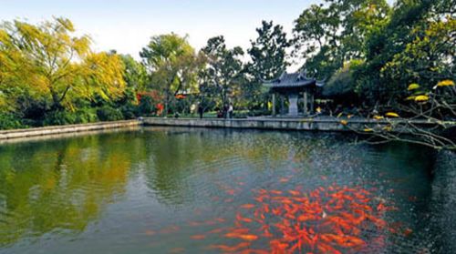 游览【花港观鱼】(40分钟); 景点介绍 花港观鱼 花,港,鱼为特色的