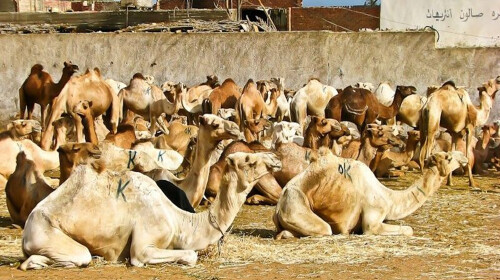 拉伯半岛六国14日游 木船饭店\/麦纳麦法塔赫清