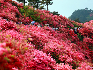 杜鹃花海