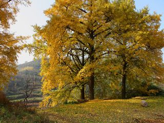  观千年银杏-看红色新县走进美丽乡村1日游>10月24日首发