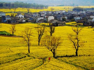 卢村油菜花