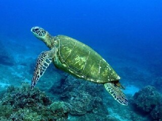 海龟养殖中心