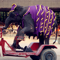 大象表演 景点模块