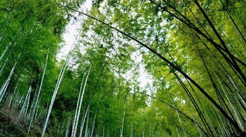 南山竹海生态旅游区位于江苏常州溧阳市南部山区,坐落在溧阳市戴埠镇