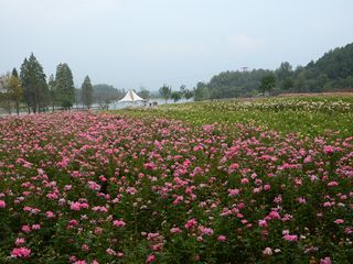 跟团游 木兰玫瑰园浪漫花海1日游>情醉木兰故里认证供应商