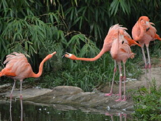 上海野生动物园汽车1日游 人与动物的和谐之旅