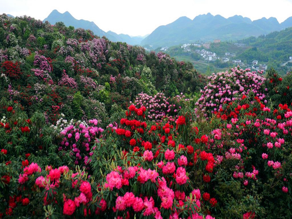  贵州黔西毕节百里杜鹃1日游>纯玩无购物 游览地球彩带,杜鹃王国,养身