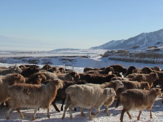 香格里拉10日游多少钱_豪华香格里拉游_旅游香格里拉