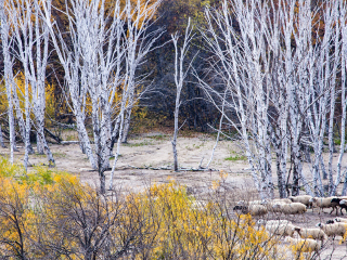 近期哈爾濱游價格_哈爾濱旅行團(tuán)_哈爾濱最適合旅游的季節(jié)
