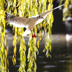 小交通模块 